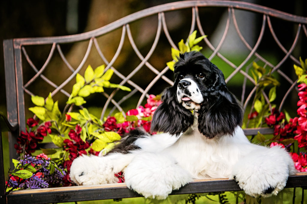 a cocker spaniel is sitting on the bench after teeth care