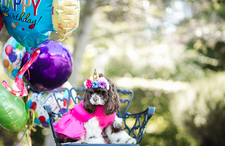Doggie Birthday Party: Creative Menu And Invitation Ideas