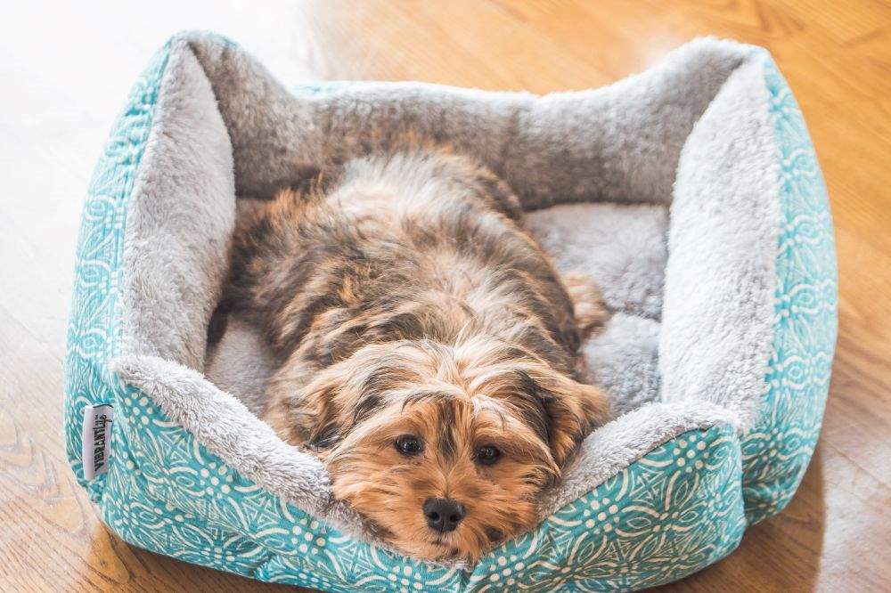 How to Choose a Perfect Dog Bed
