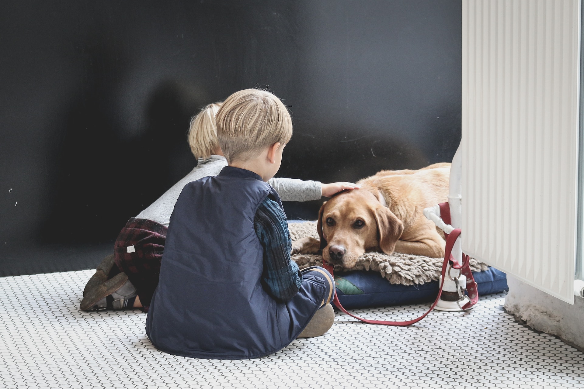 Service Dogs increase socializing skills of Autistic Children