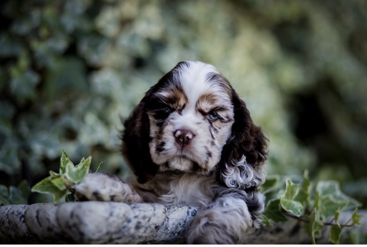 Akc store spaniel breeds