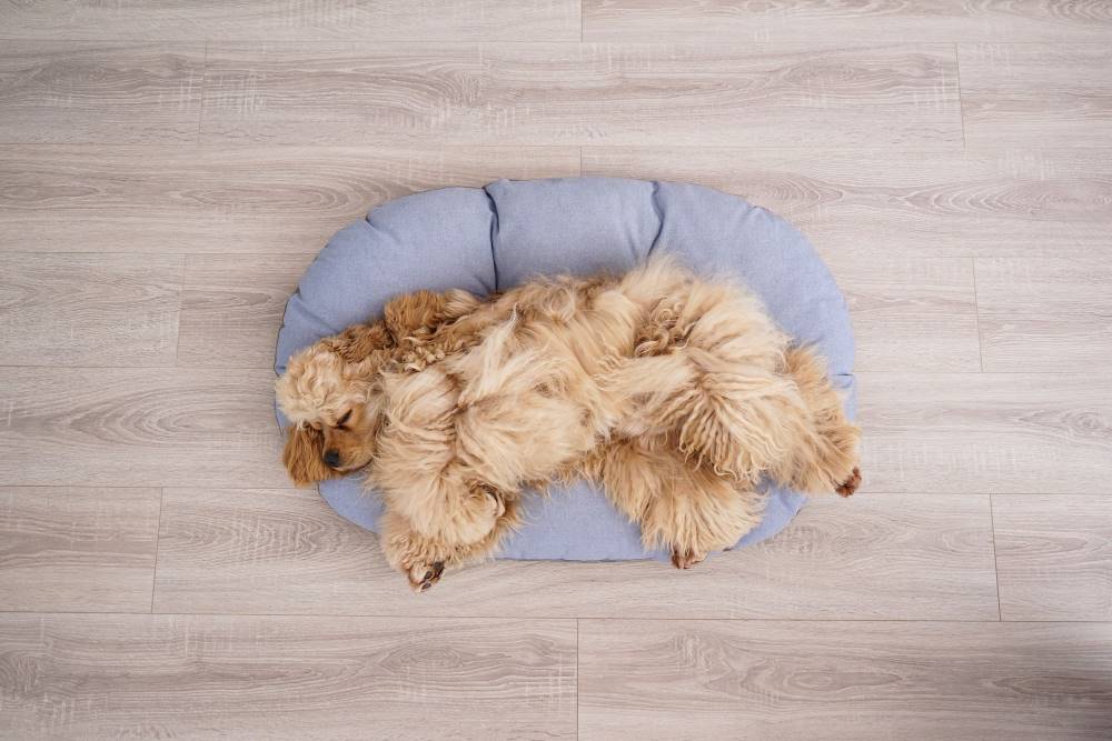 Choose favourite dog bed