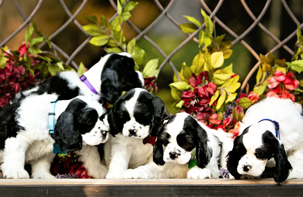 five beautiful cocker spaniel puppies to adopt