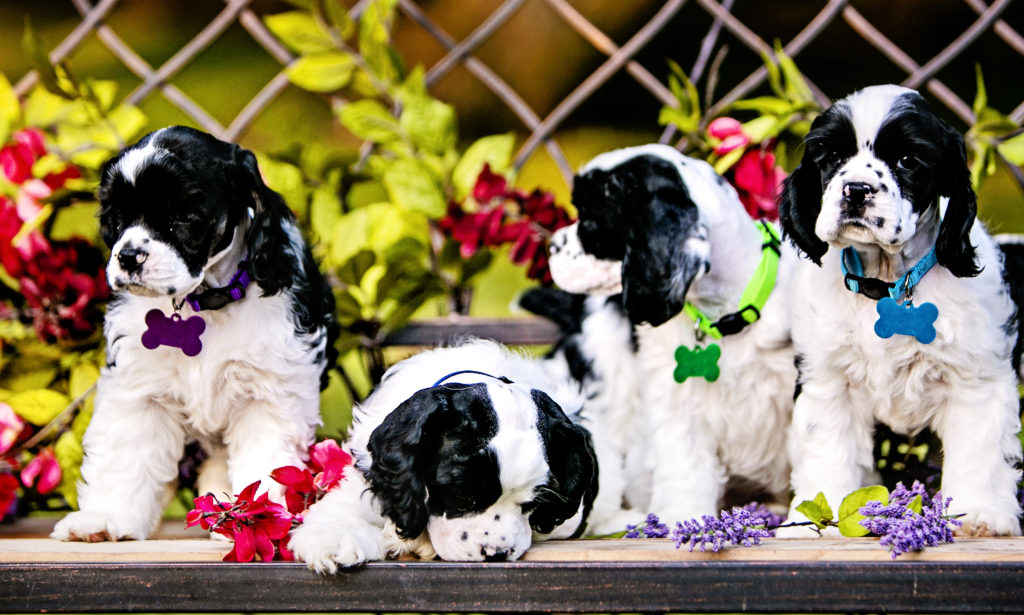 american cocker spaniel puppy as a service dog