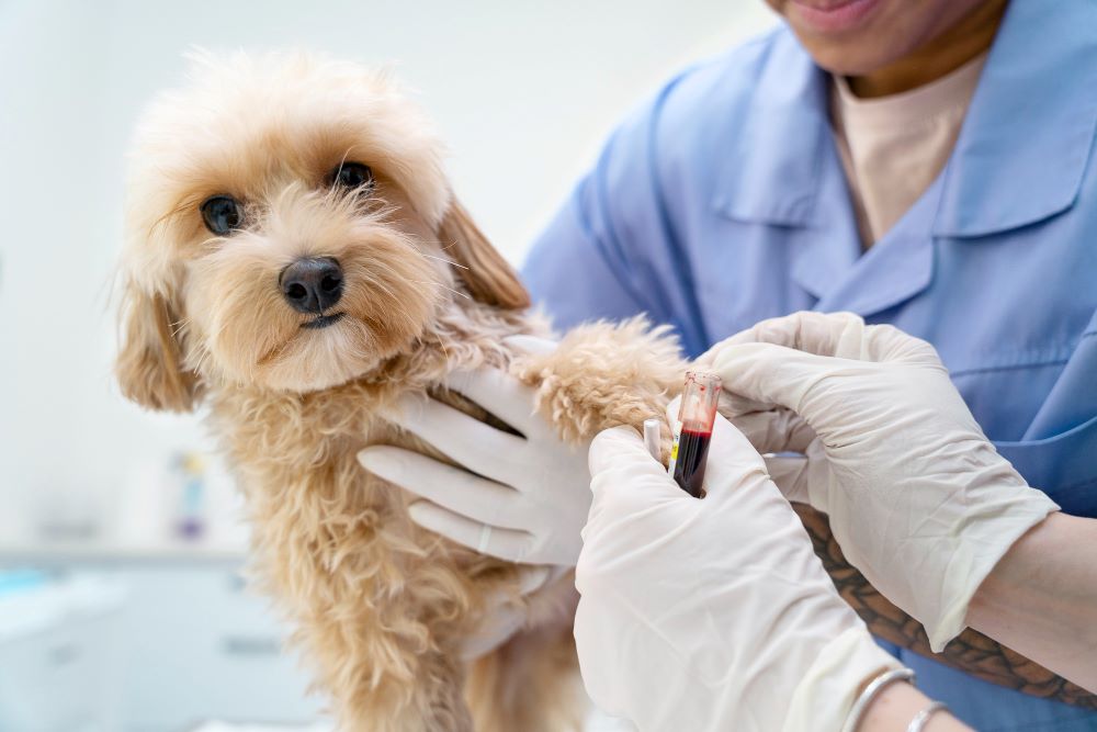 Different Dog Vaccinations