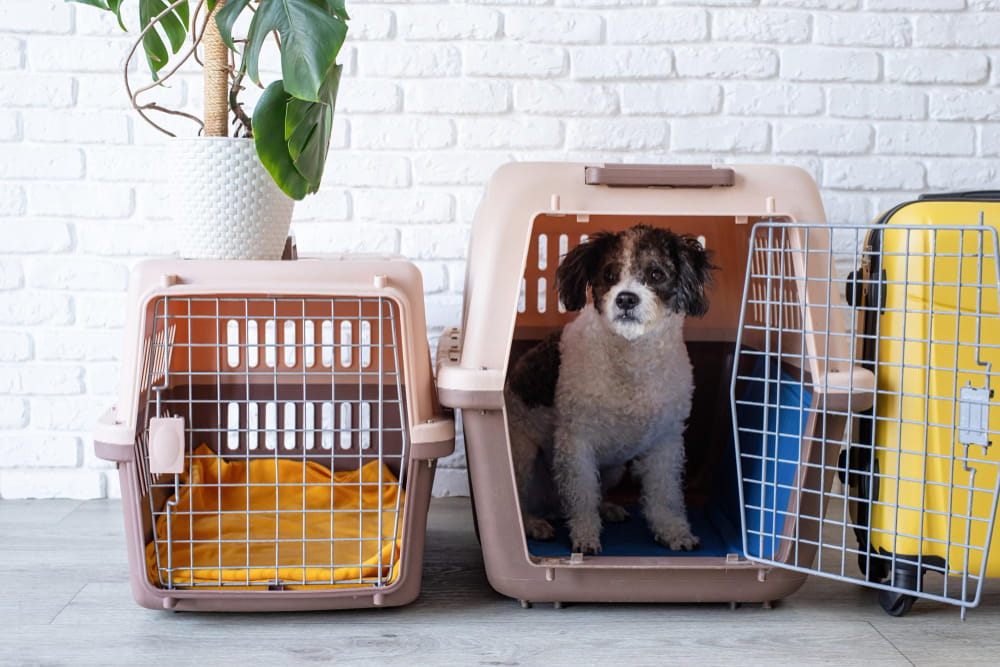 Dos and Don’ts of Puppy Crate Training