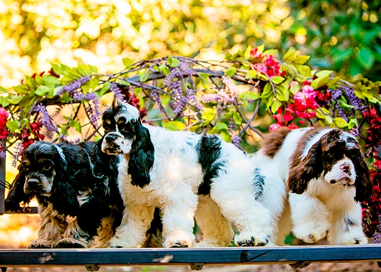 names for english cocker spaniels