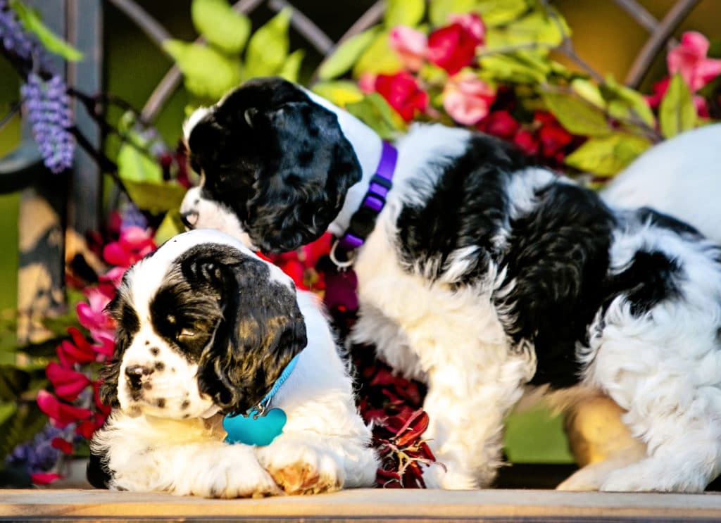 three cute american cocker spaniel puppies for adoption
