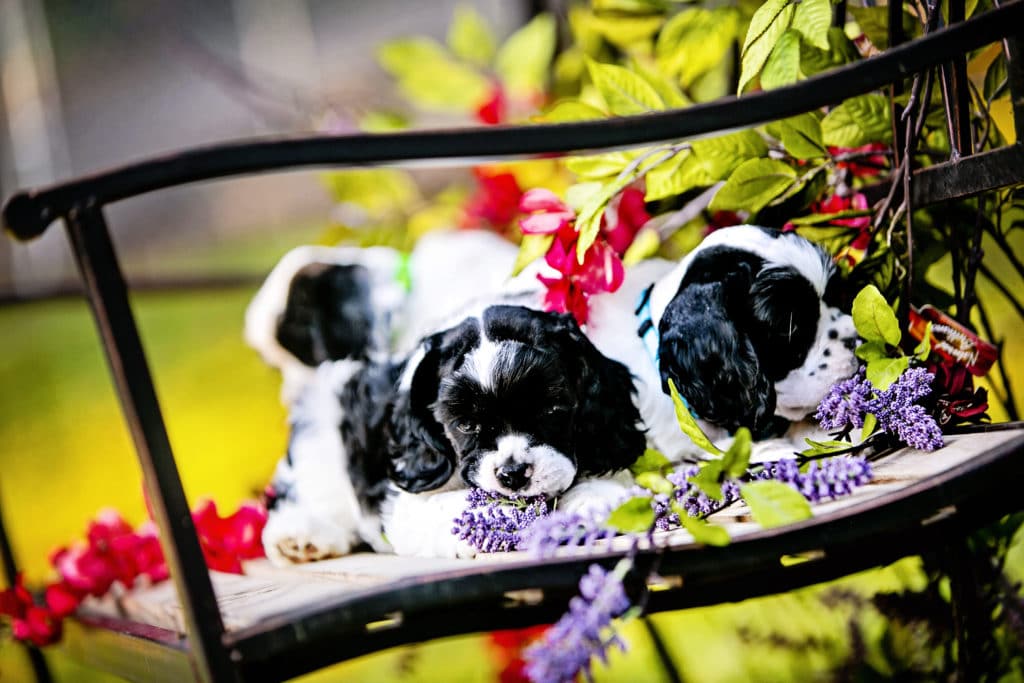 american cocker spaniel puppy: easy to train