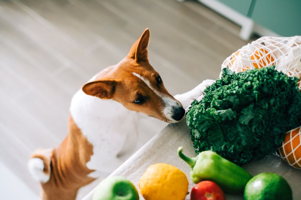 Raw Foods and Vegetable for Dogs