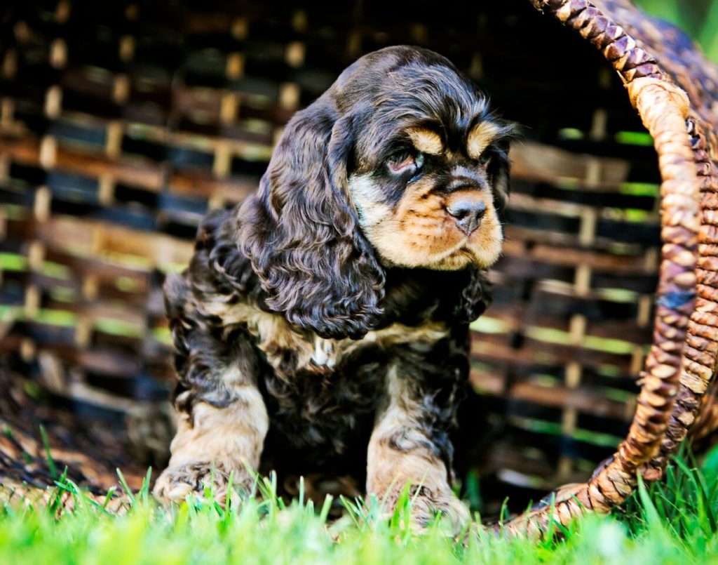 at what age is a cocker spaniel full grown