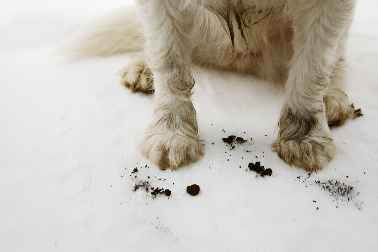 Save Your House From Doggy Dirt