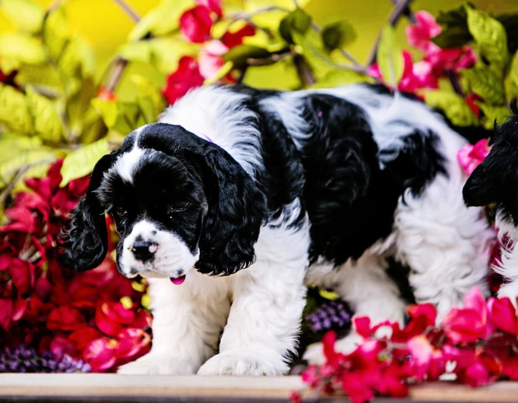 american cocker spaniel puppy as a service dog