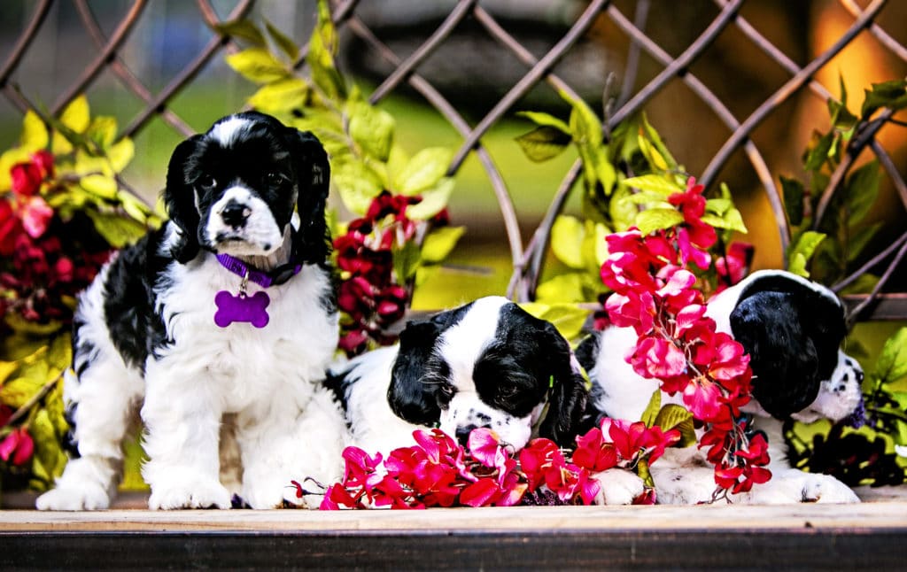 spaniels and cats