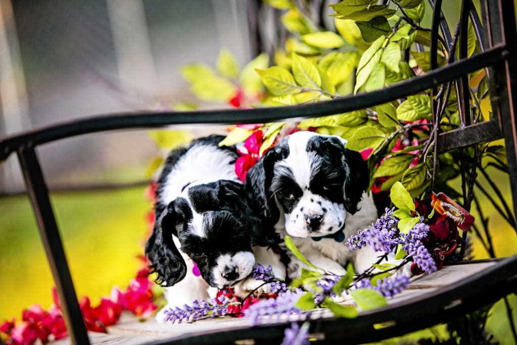 two cocker spaniel puppies are sitting on the bench