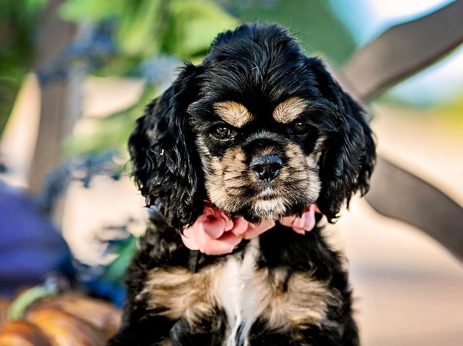 Cleaning Cocker Spaniel Eyes