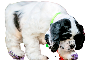 Cocker Spaniel in Alaska