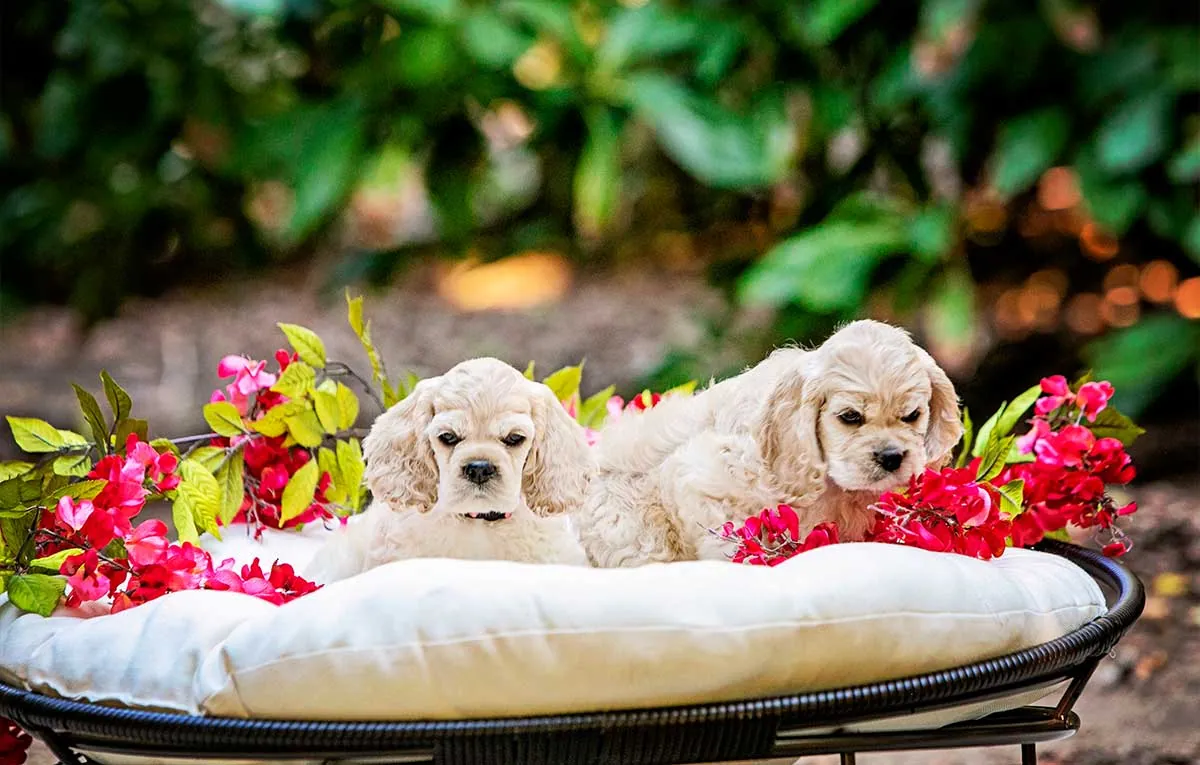 best kibble for cocker spaniels