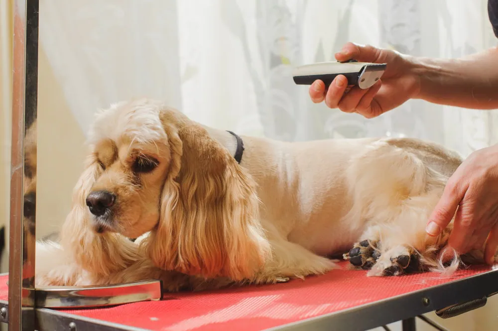 How to Trim A Cocker Spaniel at Home