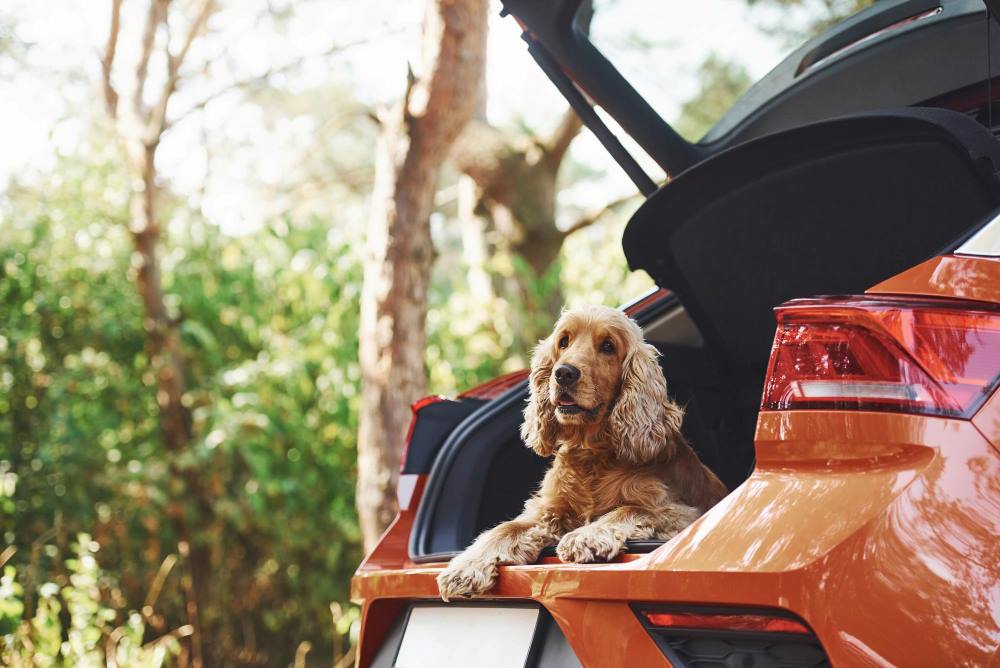 Why Car Seat Belts is a must-have for Cocker Spaniel?