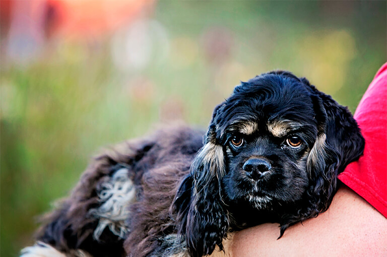 Best Dog Walker for your Cocker Spaniel