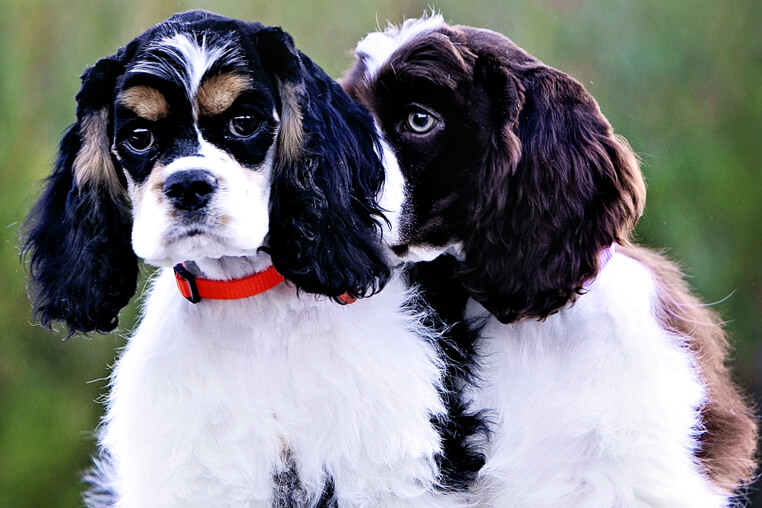 How to deal with separation anxiety in Cocker Spaniels