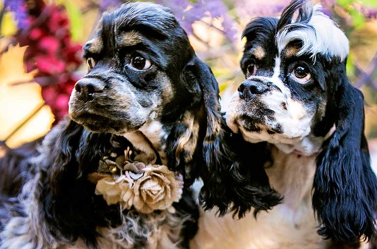 Cocker spaniels popular dog breed since the 1950s