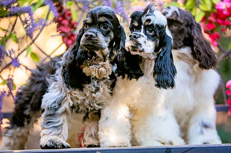 Cocker Spaniel Puppy Mills Are Being Shunned