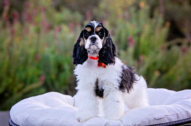 How to Stop Fleas on Cocker Spaniel Dogs