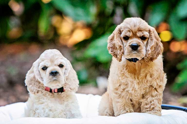 What is the ideal number of puppies for a Cocker Spaniel?
