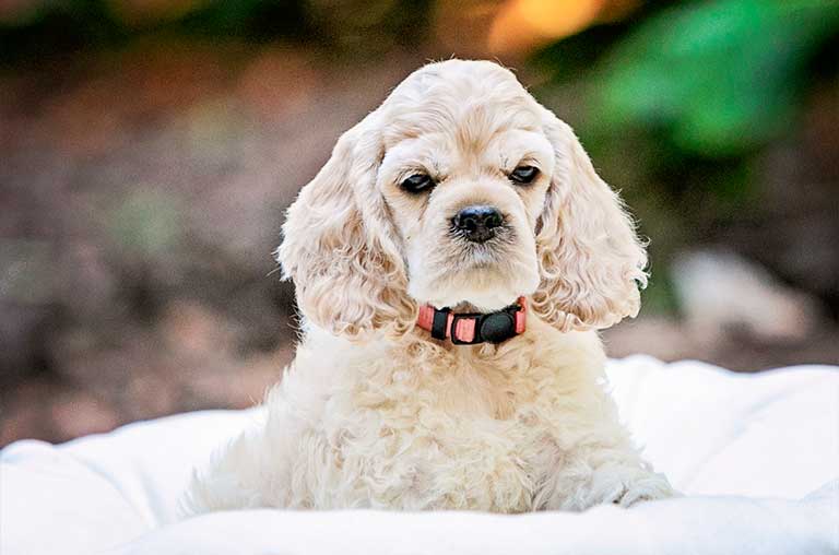5 Things Cocker Spaniel Puppy Owners Should Never Do