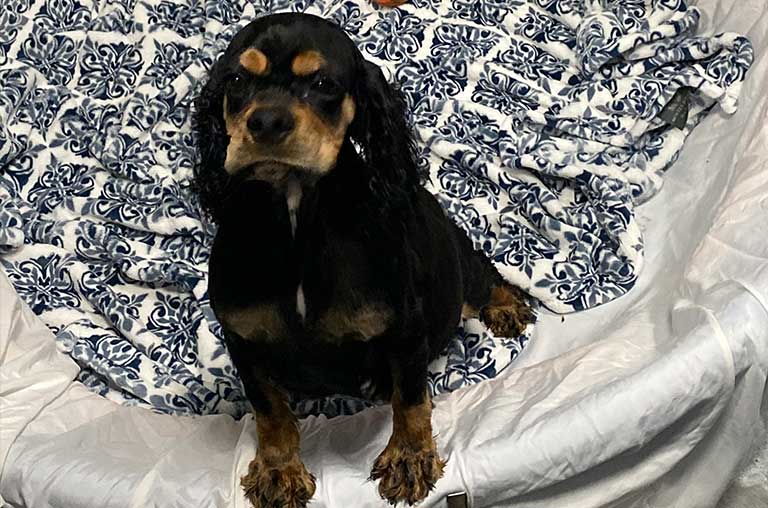 Why Does My Cocker Spaniel Pee On The Bed?