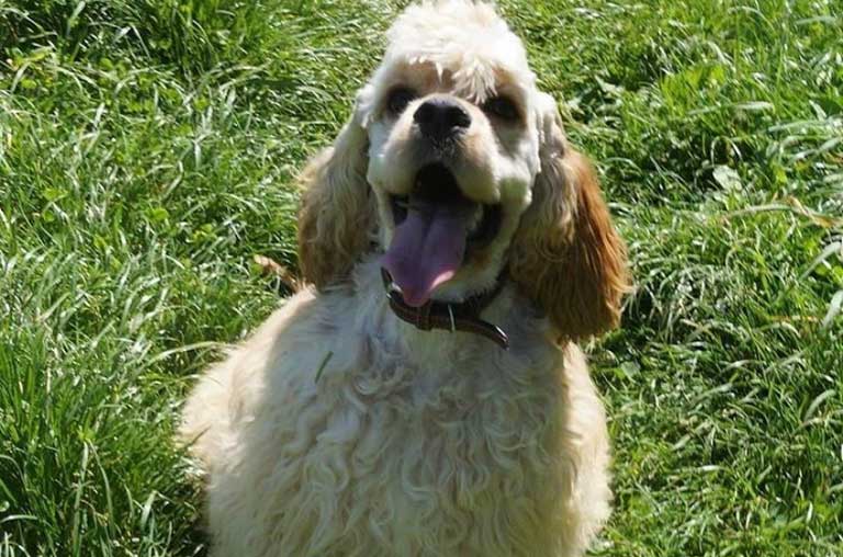 Is your Cocker Spaniel eating grass?, here’s what you should know.