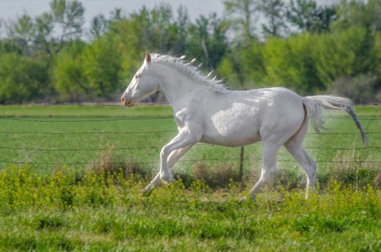 Characteristics of American Quarter Horses