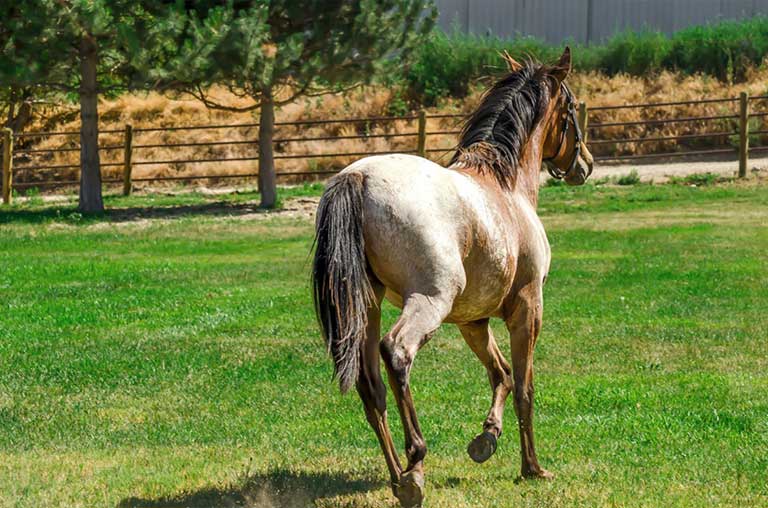 Everything You Should Know About the Quarter Horse Breed
