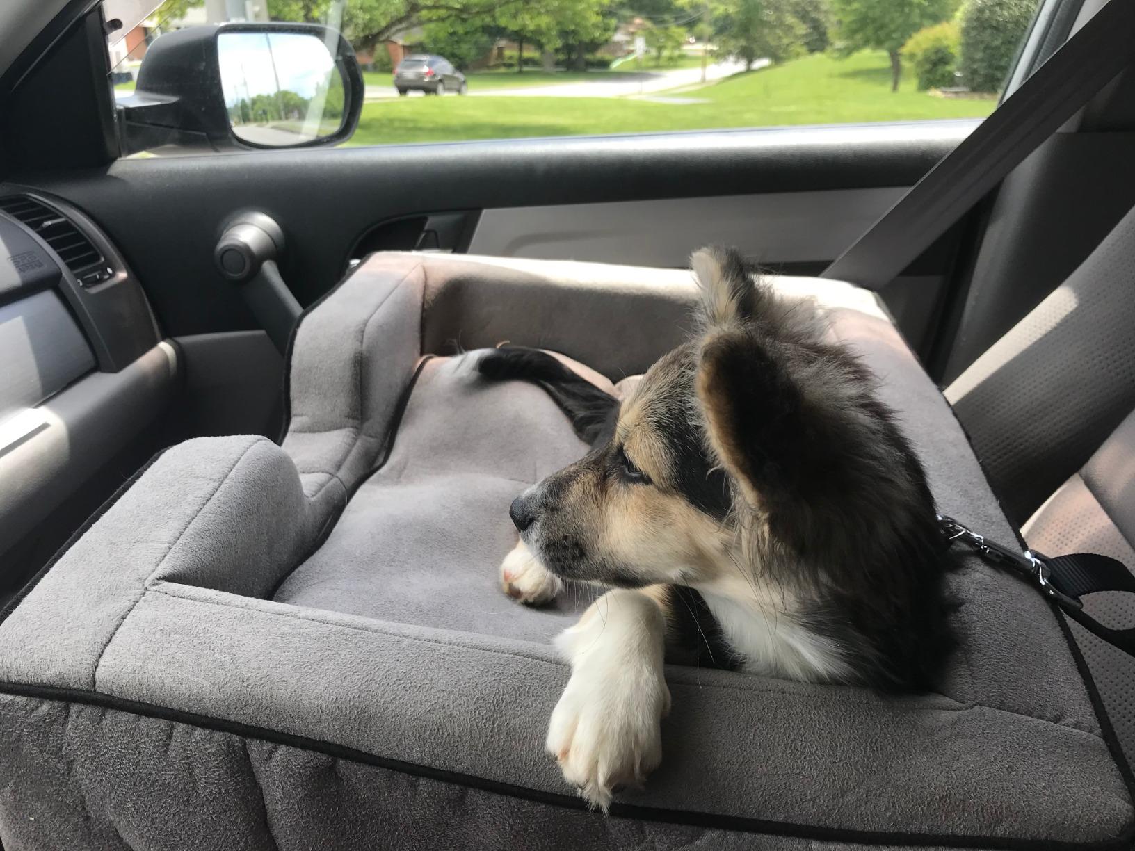 Best Dog Car Seat For Cocker Spaniel