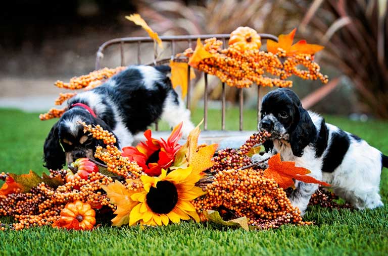 Dogs and hotsell raw carrots