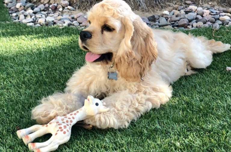 10 Best Chew Toys for Puppies: Cocker Spaniel Toys