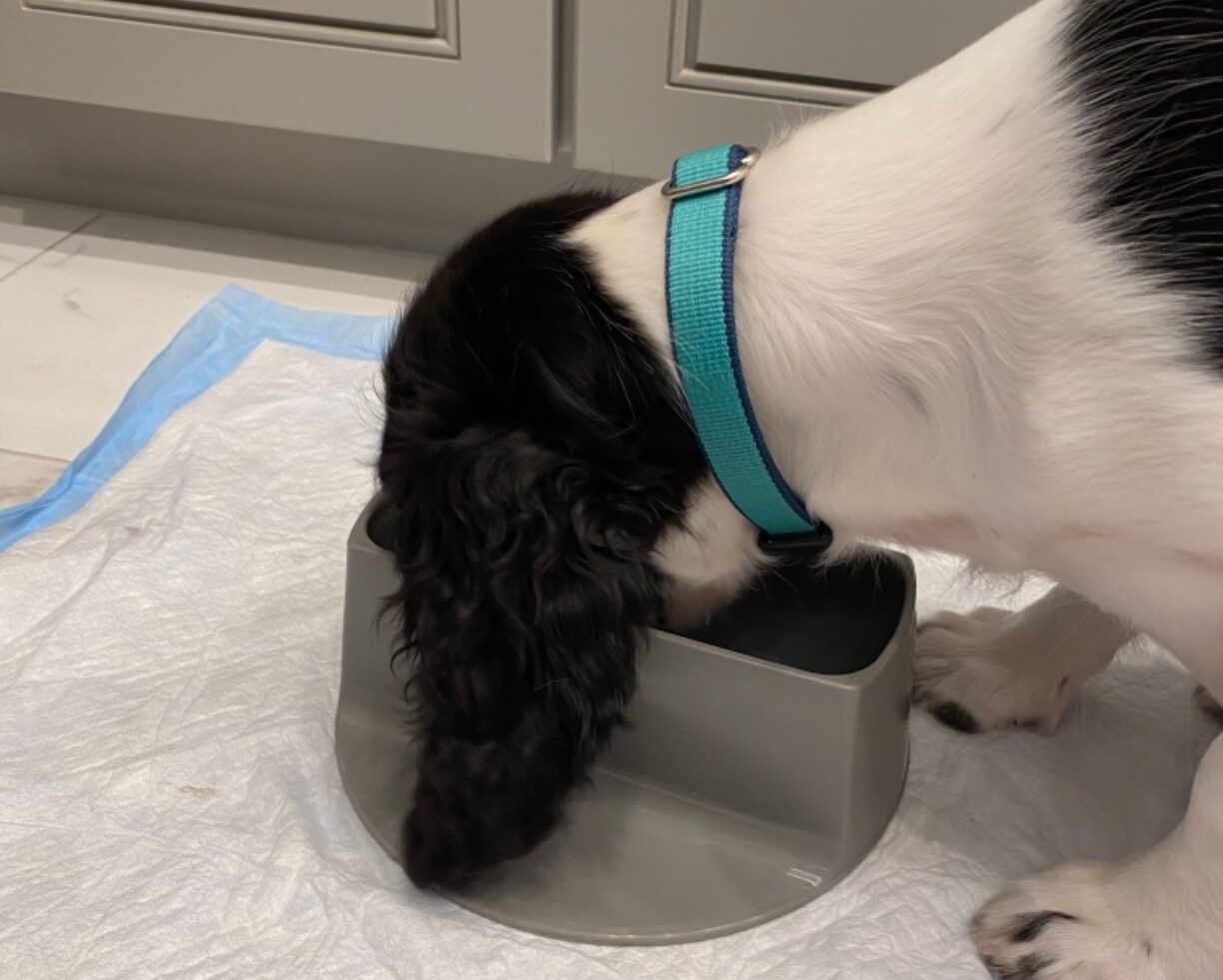 Best dog bowls for cocker spaniels: FLIPO Ear Clear Bowl