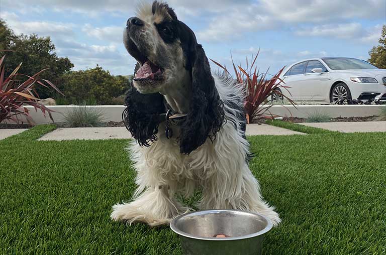 Things to Consider when selecting Cocker Spaniels bowls