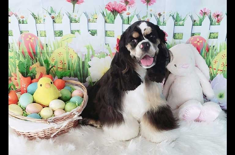 Best Chew Toys for Puppies: West Paw Zogoflex Hurley Durable Dog Bone Chew