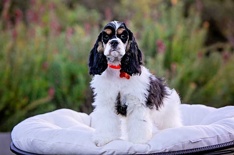 Are Cocker Spaniels Smart Dogs [Expert Opinion]