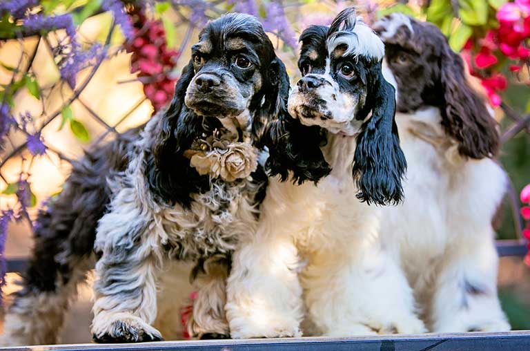 Comparison of Cocker Spaniel with other dogs