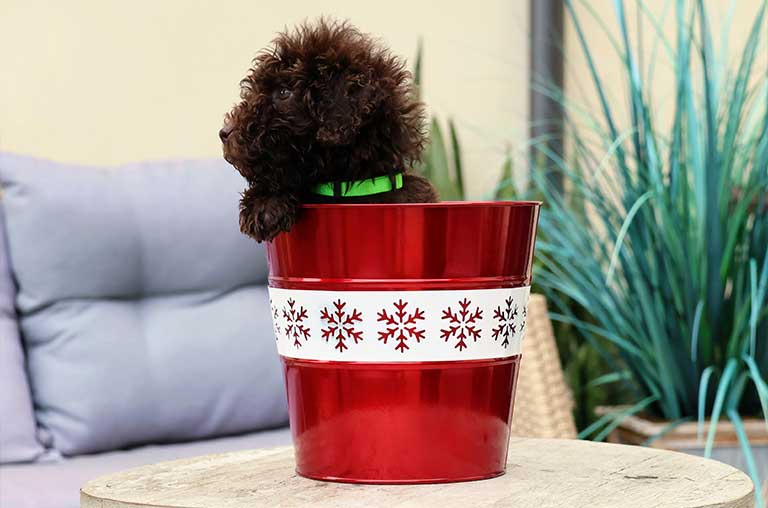 Customized dog bowl 