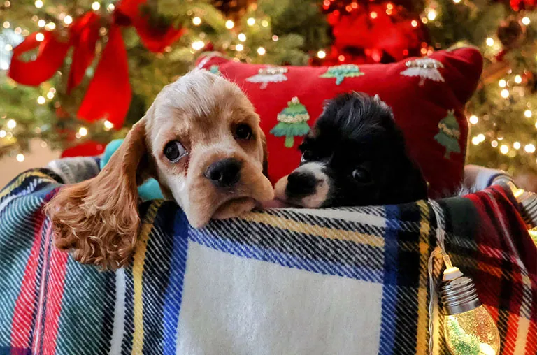 Cocker Spaniel vs Irish Setter