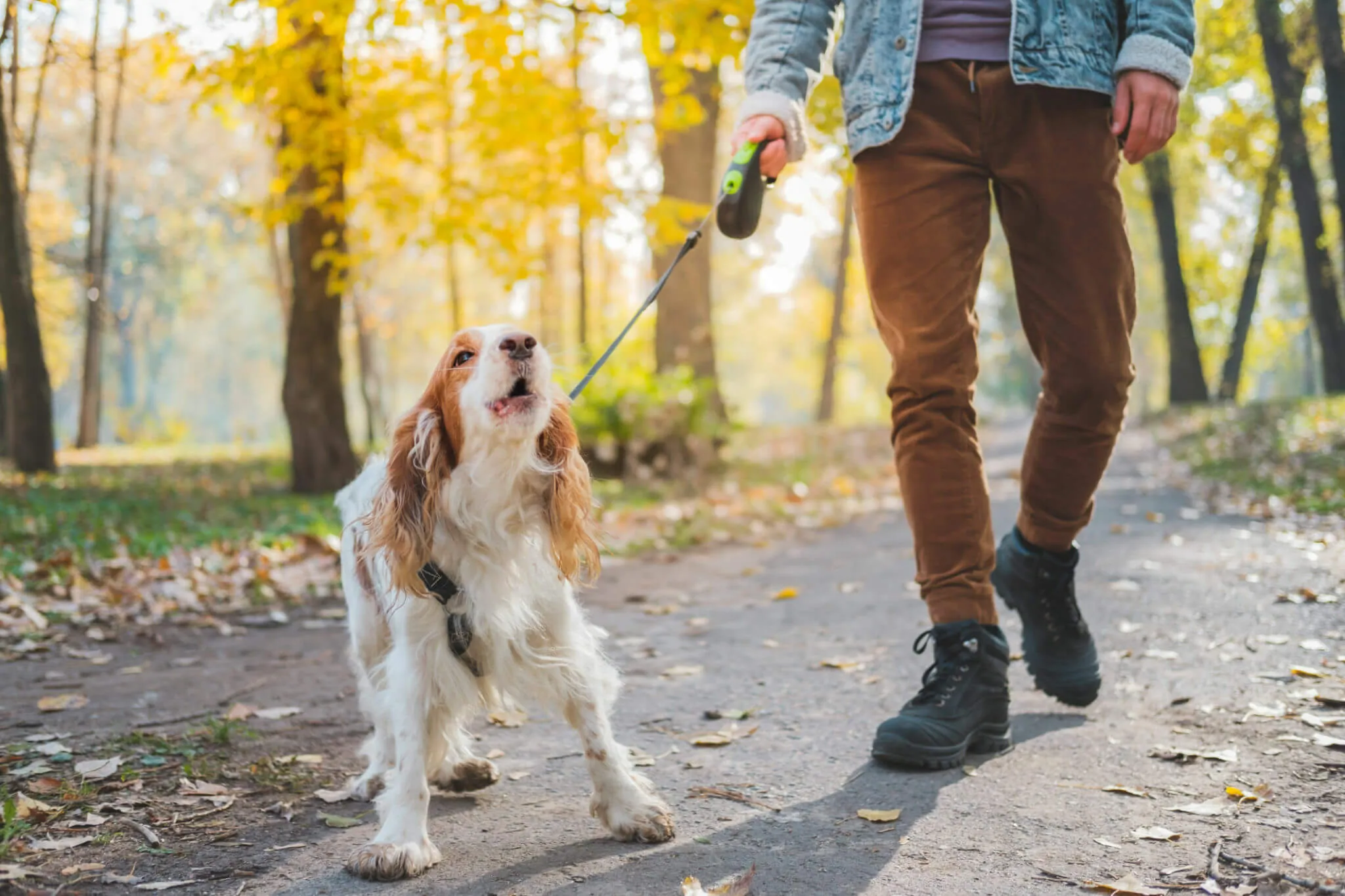 How To Stop Your Cocker Spaniel Barking