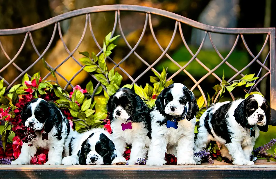 Group of AKC Cocker spaniel