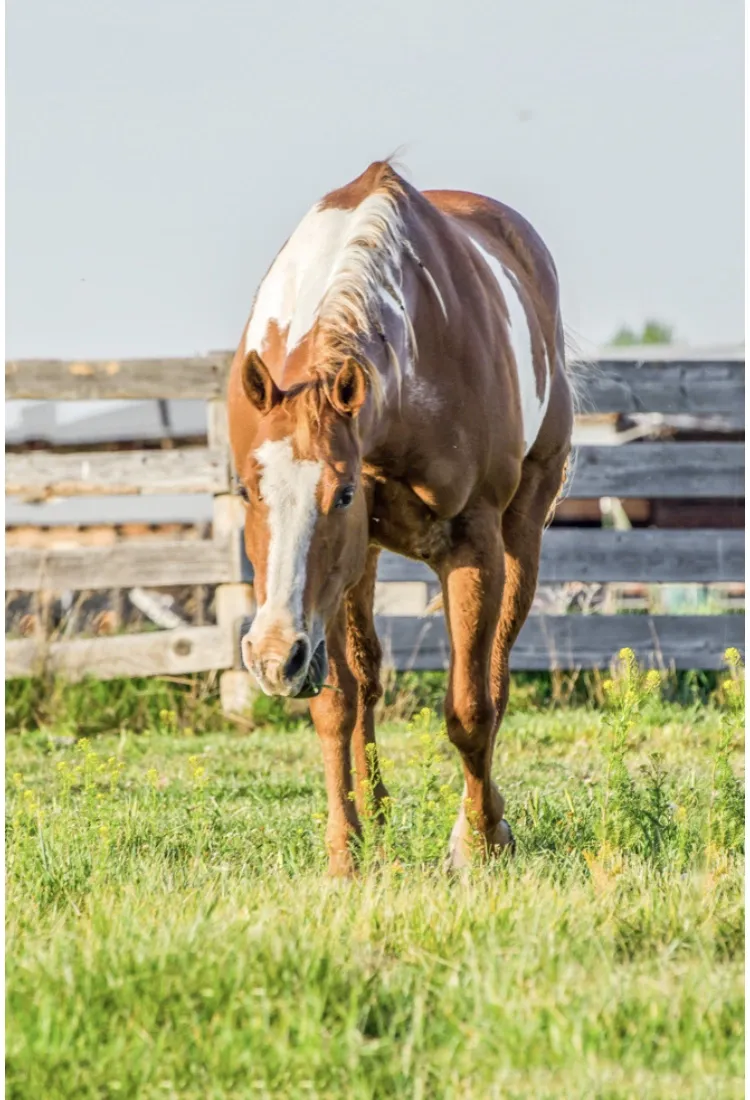 Intelligent Horse Athlete