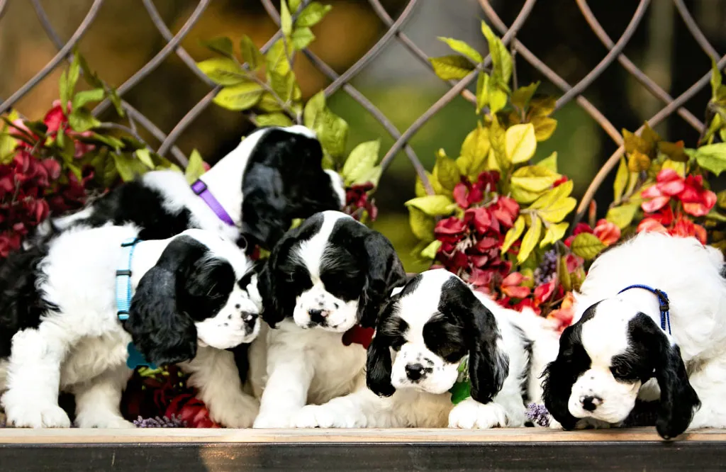 five beautiful cocker spaniel puppies to adopt