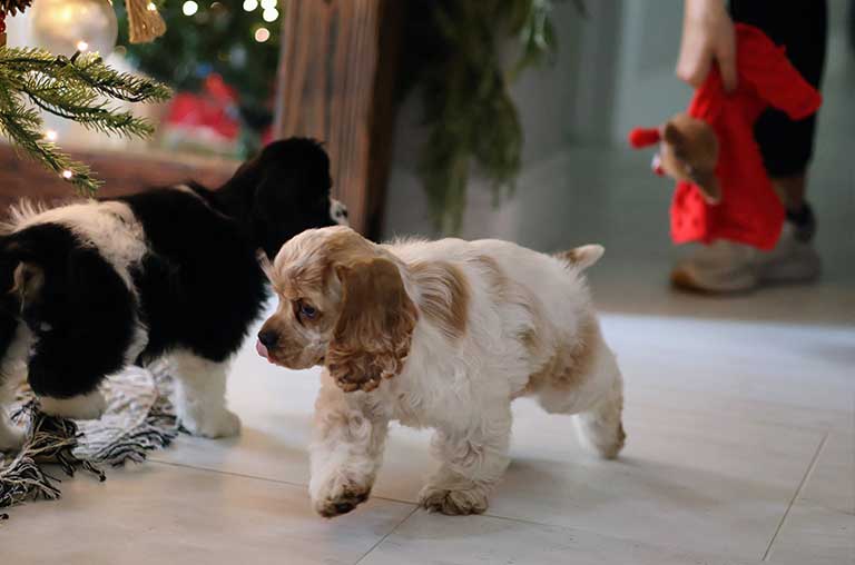 Cocker Spaniel vs. Golden Retriever